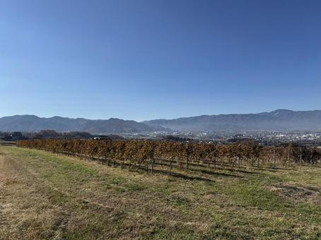 晩秋のワイン用ぶどう畑と塩尻市 空,ワイン用ぶどう,青空の写真素材