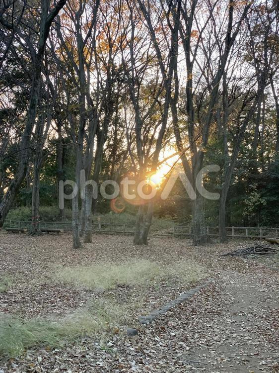 夕暮れ 木,自然,風景の写真素材
