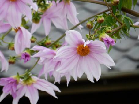【花の写真】皇帝ダリア 皇帝ダリア,コウテイダリア,植物の写真素材