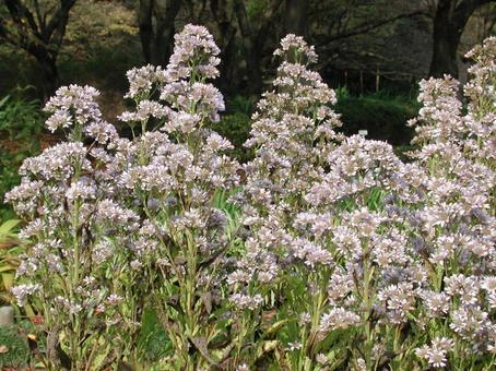 シオン・紫苑の写真