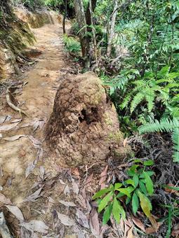 Photo, ant's nest, anthill, road, 