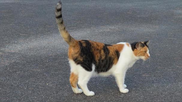 パトロールを終えて集会に合流する三毛猫 パトロールを終えて集会に合流する三毛猫 三毛猫,猫,尻尾の写真素材