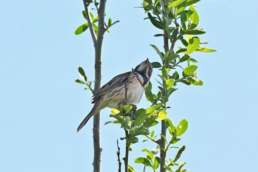 ホオアカ ホオアカの写真