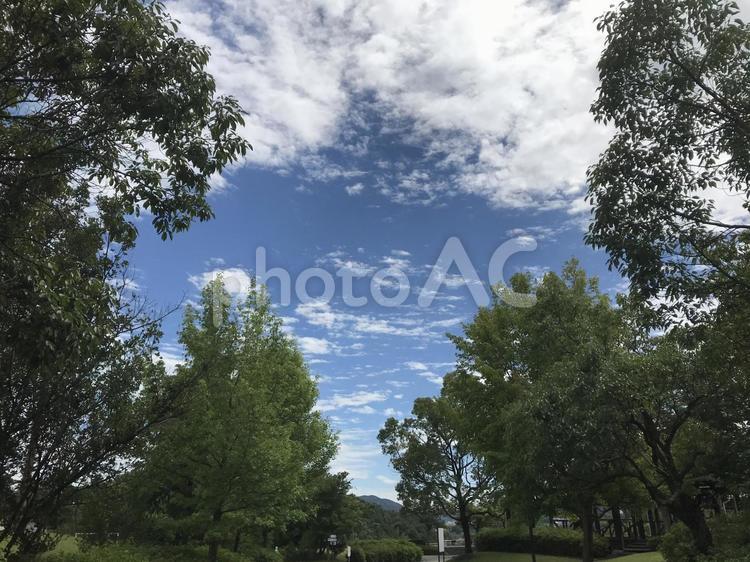 空と木（横） 空,木,雲の写真素材