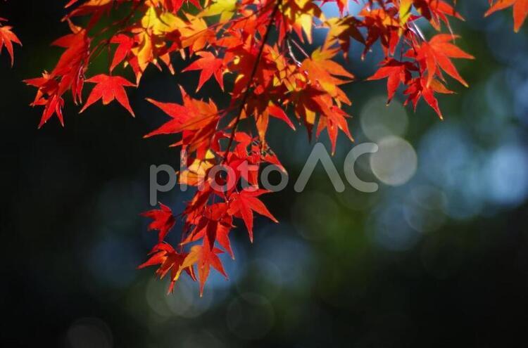 モミジ モミジ,紅葉,旅行の写真素材