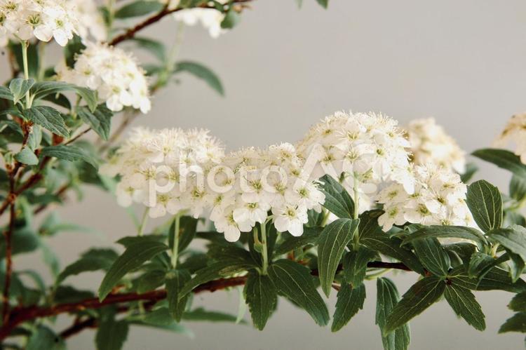 小手鞠の花 小手鞠,白い,小さい花の写真素材