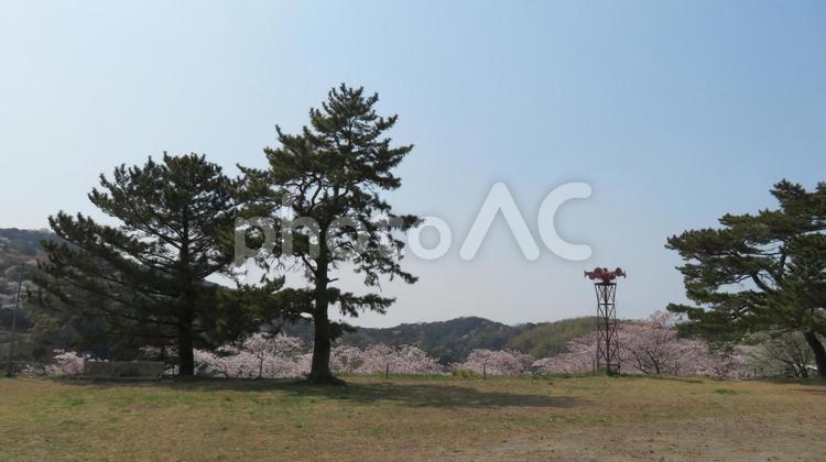鳥羽城　城跡の桜 鳥羽城,鳥羽の浮城,二色城の写真素材
