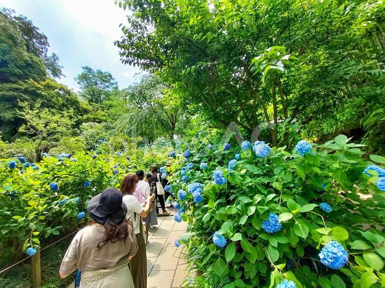 鎌倉　明月院ブルーのアジサイ咲く小路 明月院,紫陽花,アジサイの写真素材