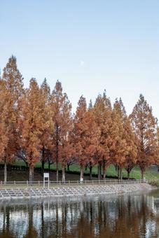 紅葉に染まるメタセコイア並木と水辺の景色 紅葉に染まるメタセコイア並木と水辺の景色 紅葉,メタセコイア,リフレクションの写真素材