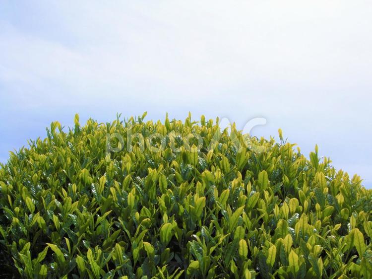 お茶の木のてっぺんと春の空 新茶,新芽,茶の写真素材
