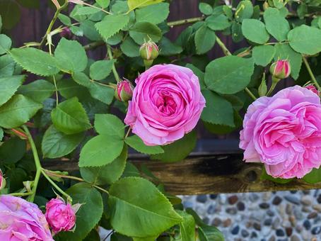 ピンクのバラ ピンクのバラの写真