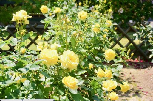 黄色のバラ バラ,黄色,花の写真素材