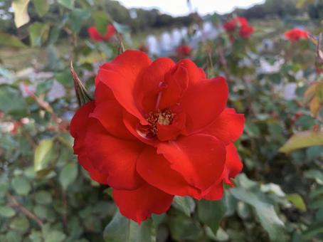 バラ　薔薇　花の写真