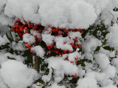 ナナカマドと雪 冬,自然,冬の情景の写真素材