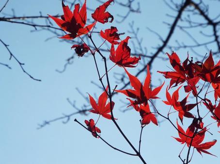 紅葉と秋空 紅葉と秋空の写真