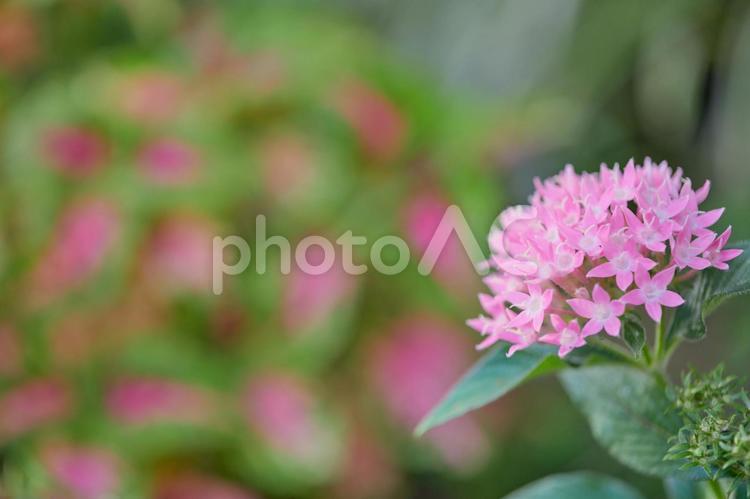ピンクのペンタスとコピースペース 花,植物,ペンタスの写真素材