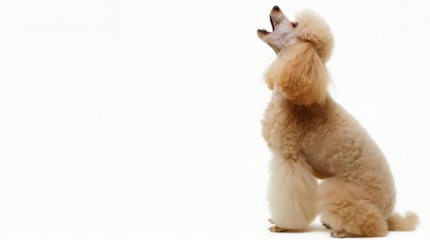 タイニープードル7の写真