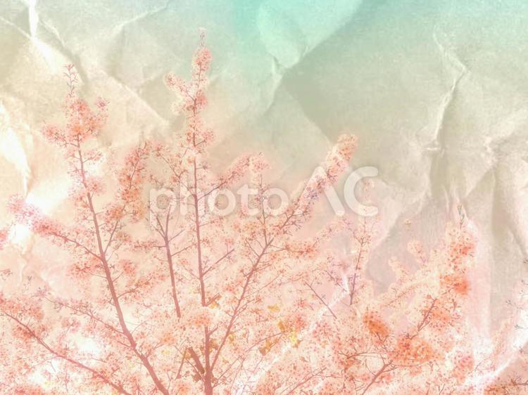 桜　紙　しわくちゃ　壁紙　美しい　上品　春　 桜,紙,しわくちゃの写真素材