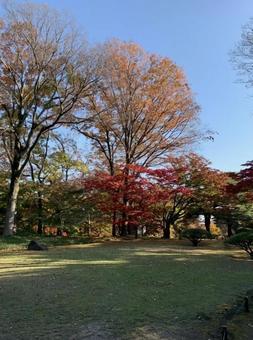 紅葉 紅葉の写真