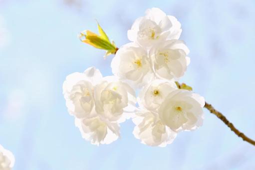 白い八重桜の白妙 白い八重桜の白妙 八重桜,白妙,桜の写真素材