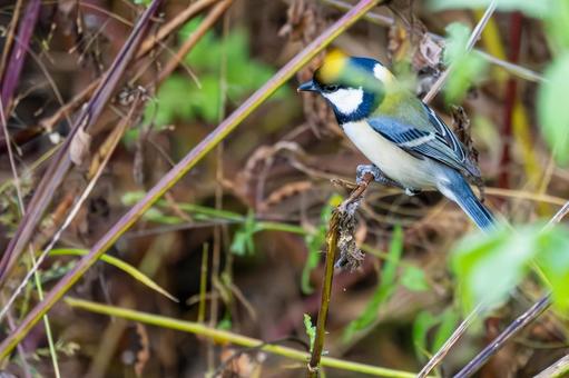 シジュウカラ(127)の写真