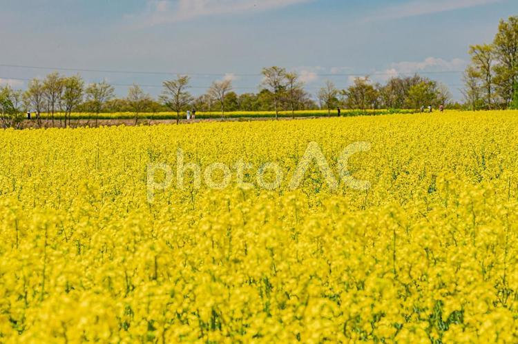 北海道　安平町　菜の花畑 北海道,hokkaido,安平の写真素材