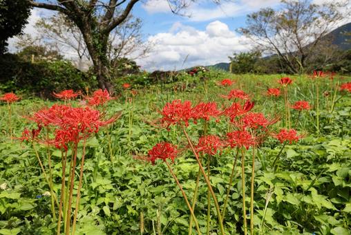 赤いヒガンバナ 赤いヒガンバナ 彼岸花,曼殊沙華,赤の写真素材