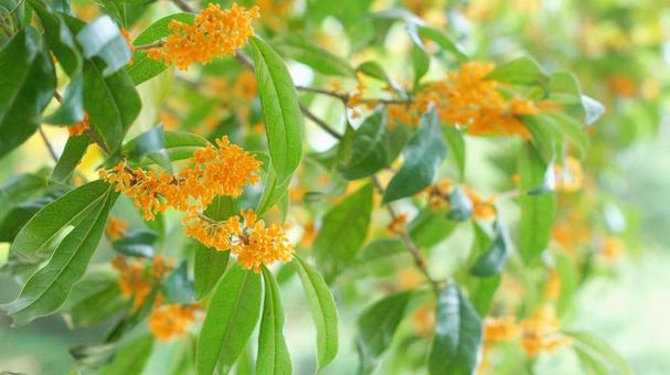 キンモクセイ-221の写真