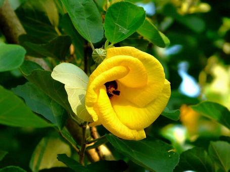 オクラの花 オクラの花の写真