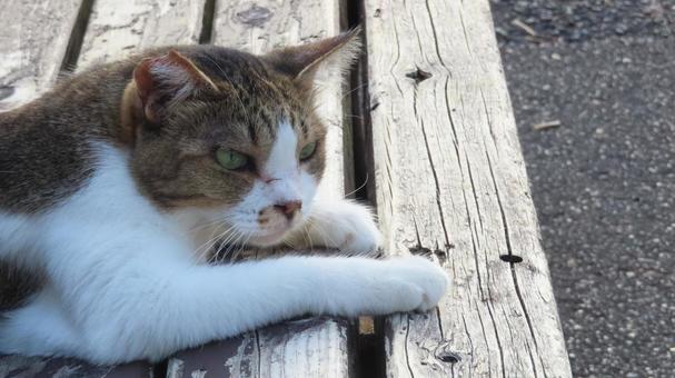 夕涼みが日課のもふもふであざとい猫様 夕涼みが日課のもふもふであざとい猫様 猫,キジシロ,寝そべるの写真素材