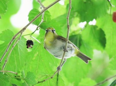 Mejiro eating mulberries, JPG