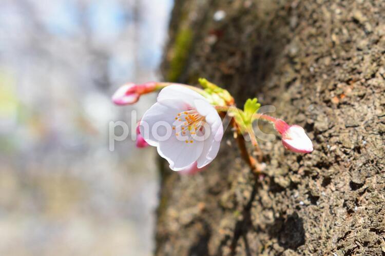 桜　さくら 桜,さくら,明るいの写真素材
