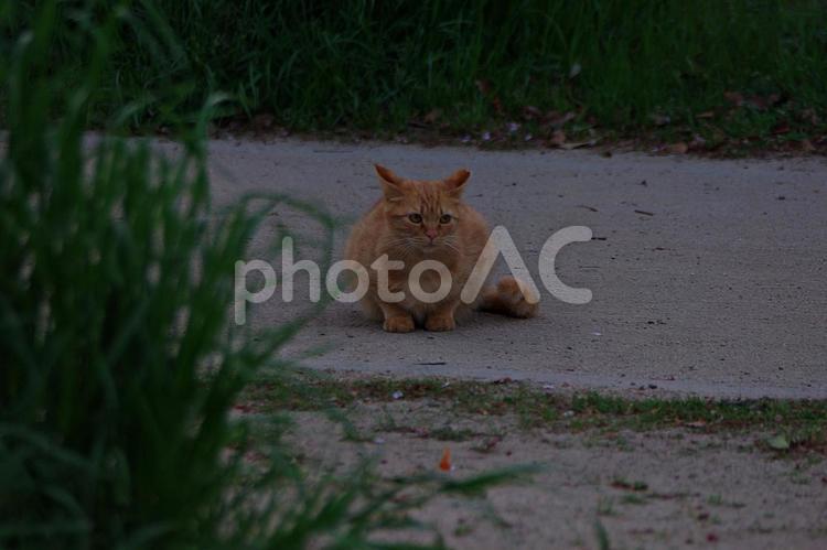 春のたそがれの公園猫 ネコ,猫,公園猫の写真素材