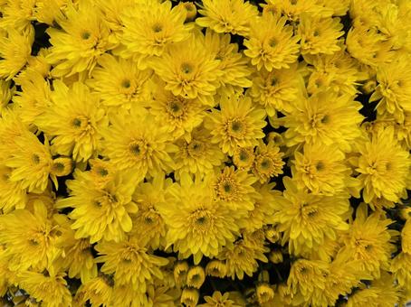 黄色　菊まつり 菊,黄色,菊まつりの写真素材