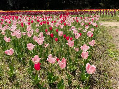 チューリップ畑 チューリップ,春,入学の写真素材