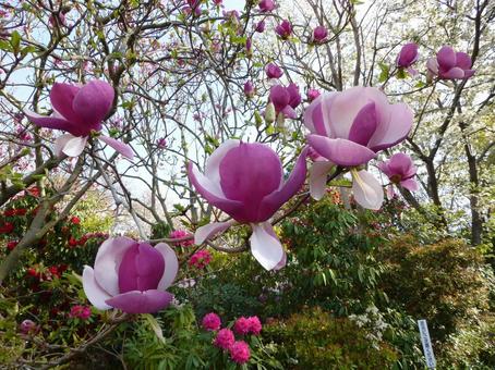 公園の小山に咲いたモクレンの花 公園の小山に咲いたモクレンの花 モクレン,花,木の写真素材