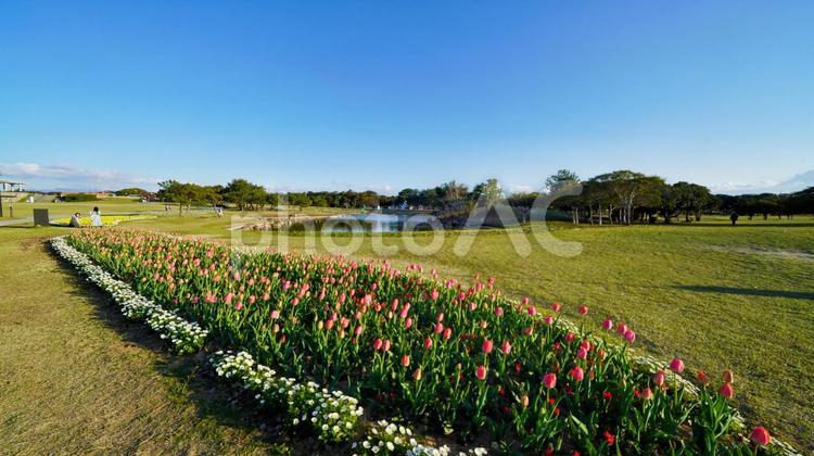 チューリップさんぽ 海の中道海浜公園,福岡,海の中道の写真素材