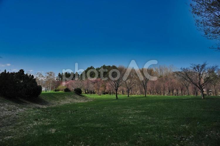 春の前田森林公園 春,前田森林公園,サクラの写真素材
