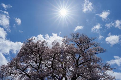 桜と太陽 桜と太陽の写真