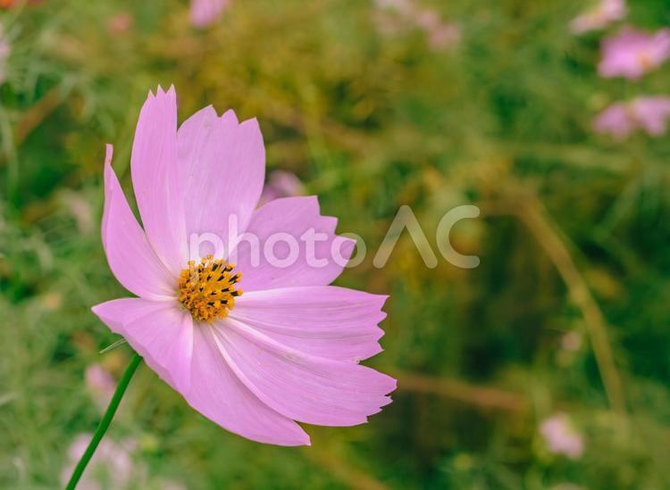 こすもすの花4 こすもす,コスモス,ピンク色の写真素材