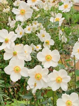 群生している秋明菊の白 白の花,秋明菊,群生の写真素材