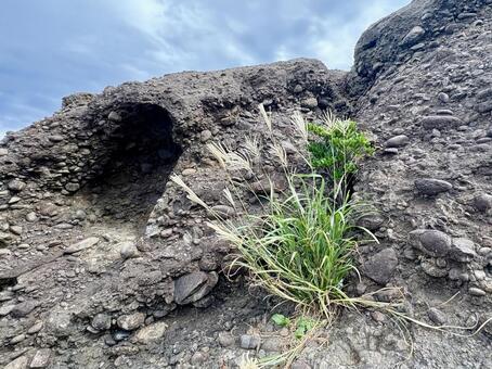 海沿い岩場のすすき ススキ,岩場,海の写真素材