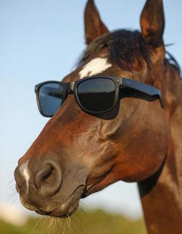 サングラスをかけた馬の写真