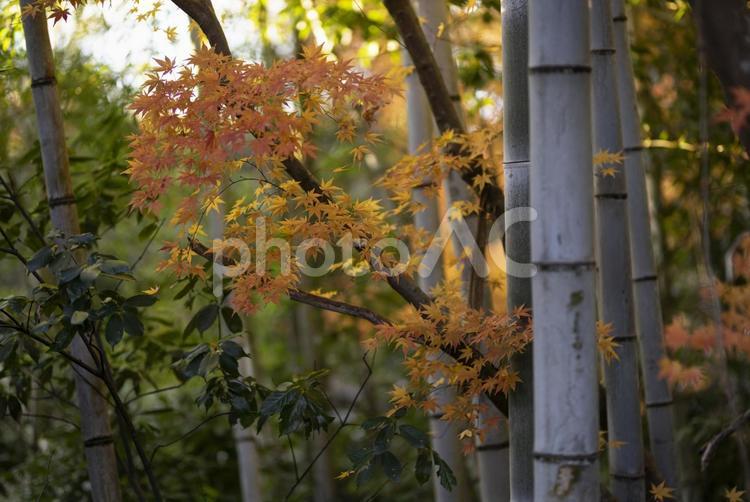 竹林と紅葉 竹,もみじ,秋の写真素材