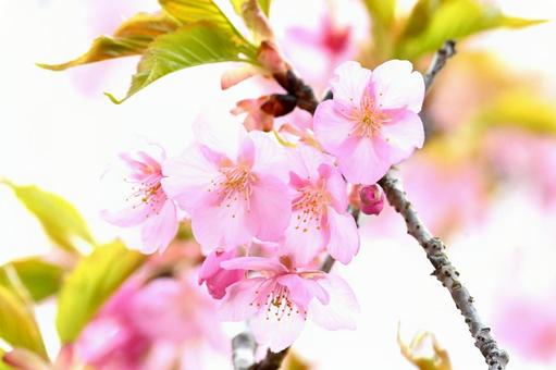 Pink cherry blossoms, JPG