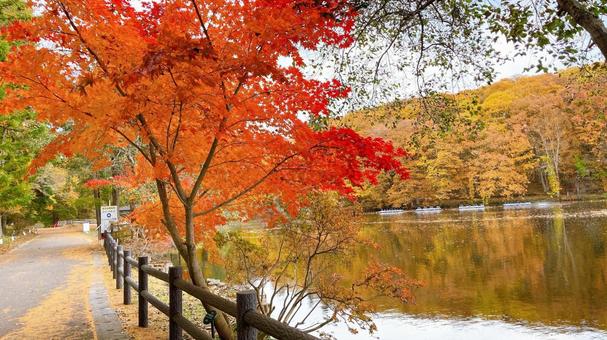 湖と紅葉 紅葉,秋,風景の写真素材