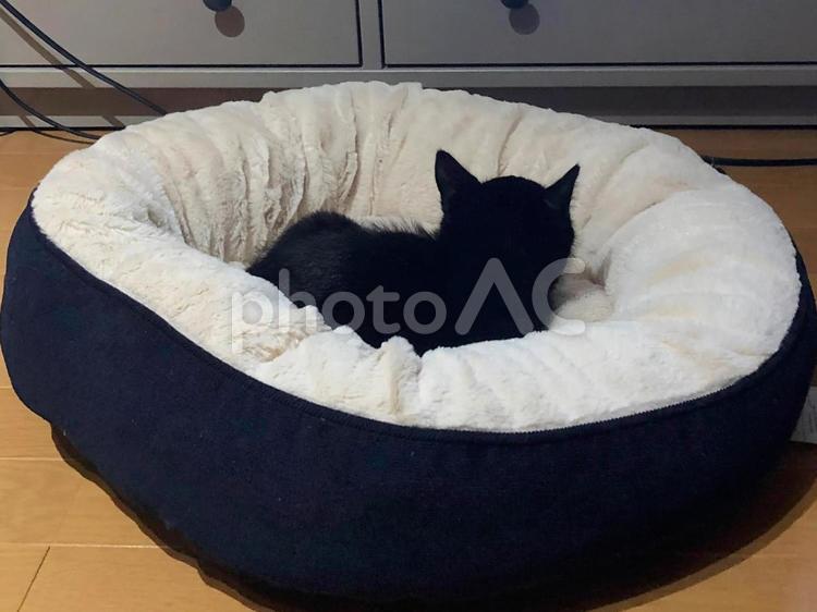 東京、黒猫の子猫の後頭部 東京,クロネコ,子猫の写真素材