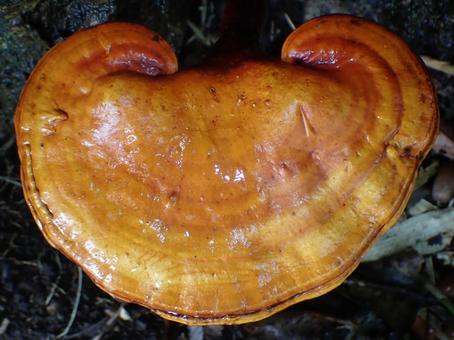 マンネンタケ マンネンタケの写真