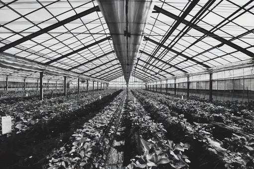 ビニールハウスの幾何学的なモノクロ風景 ビニールハウスの幾何学的なモノクロ風景 ビニールハウス,農業,グリーンハウスの写真素材