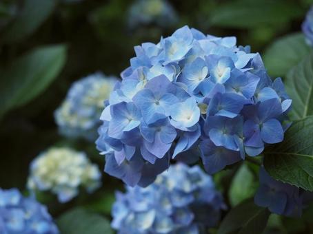梅雨の季節に咲く青い紫陽花 梅雨の季節に咲く青い紫陽花の写真